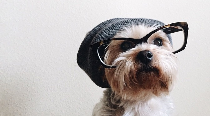 hipster dog